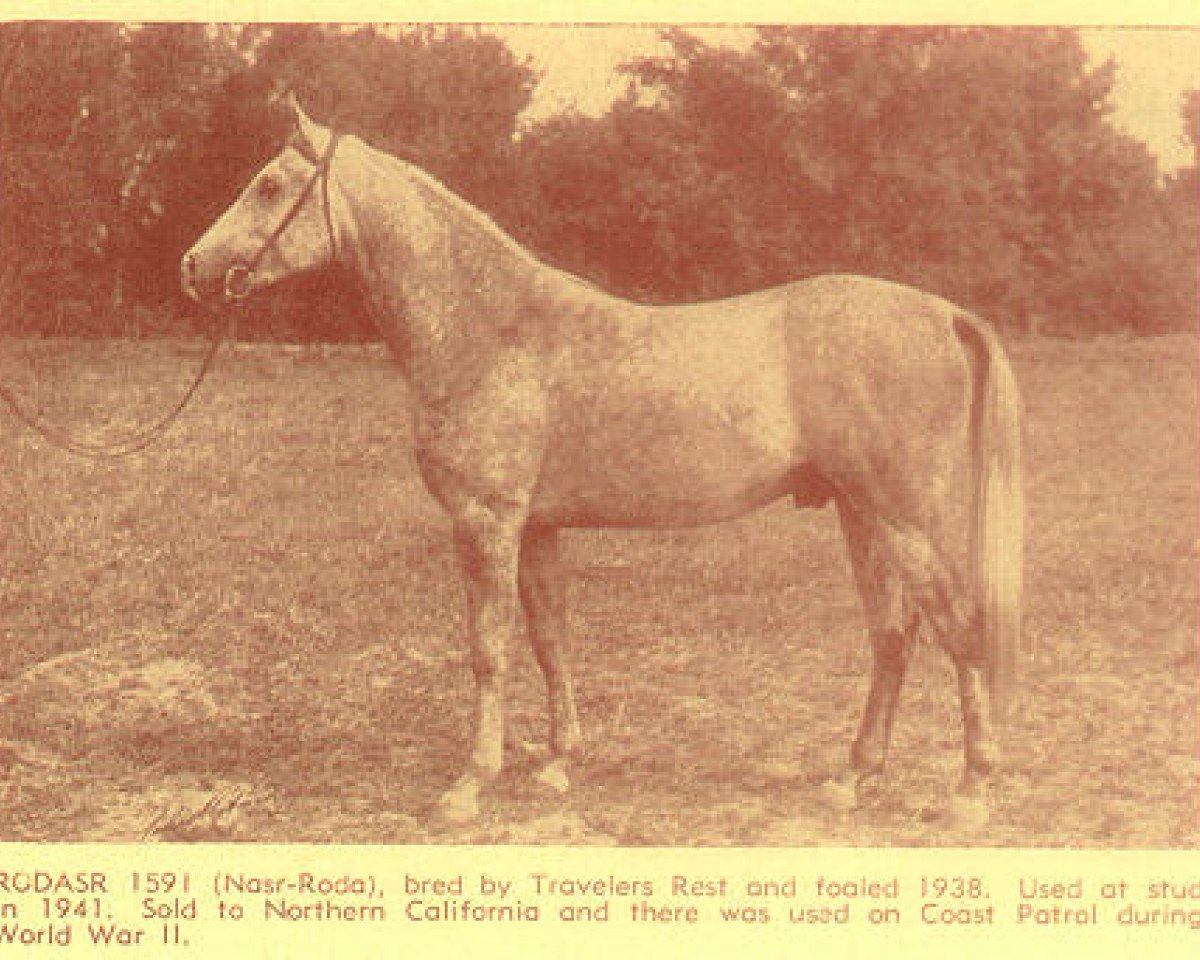 stallion Rodasr ox (Arabian purebred, 1938, from Nasr 1918 RAS)