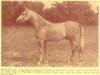 stallion Rodasr ox (Arabian thoroughbred, 1938, from Nasr 1918 RAS)