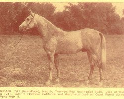 stallion Rodasr ox (Arabian thoroughbred, 1938, from Nasr 1918 RAS)