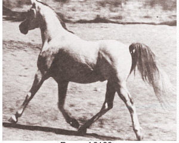 stallion Baarouf ox (Arabian thoroughbred, 1941, from Aldebaran ox)