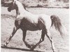 stallion Baarouf ox (Arabian thoroughbred, 1941, from Aldebaran ox)