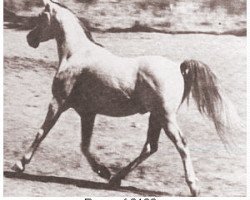 stallion Baarouf ox (Arabian thoroughbred, 1941, from Aldebaran ox)