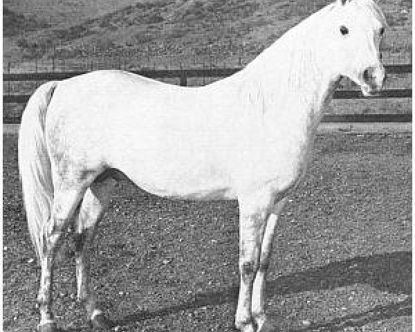 stallion Khalek ox (Arabian thoroughbred, 1951, from Ferseyn ox)