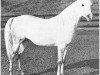 stallion Khalek ox (Arabian thoroughbred, 1951, from Ferseyn ox)