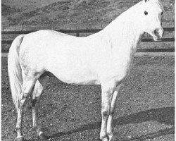 stallion Khalek ox (Arabian thoroughbred, 1951, from Ferseyn ox)