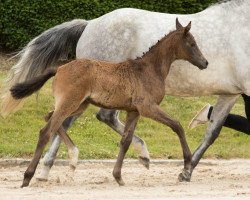 dressage horse Zauberwolke (Trakehner, 2017, from Niagara 34)