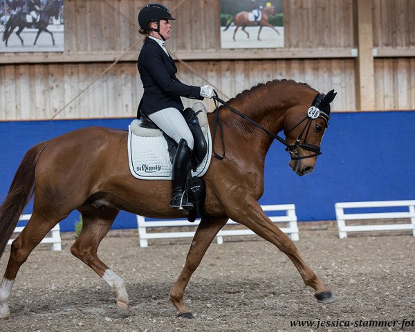 dressage horse Limbo B (Westphalian, 2011, from Lissaro)