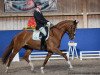 dressage horse Fräulein Florentina (Hanoverian, 2011, from Fuechtels Floriscount OLD)