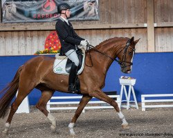 dressage horse Fräulein Florentina (Hanoverian, 2011, from Fuechtels Floriscount OLD)