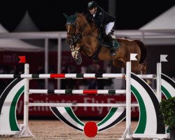 jumper Crazy Quick (Oldenburg show jumper, 2005, from Chacco-Blue)