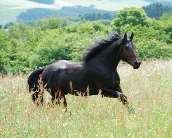 Pferd Rembrandt BG (Holsteiner, 2006, von Redako)