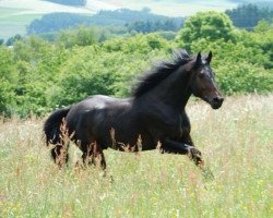 Pferd Rembrandt BG (Holsteiner, 2006, von Redako)