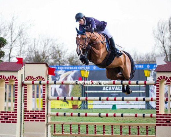 Springpferd Domino van de Valhoeve (KWPN (Niederländisches Warmblut), 2008, von Lord Z)