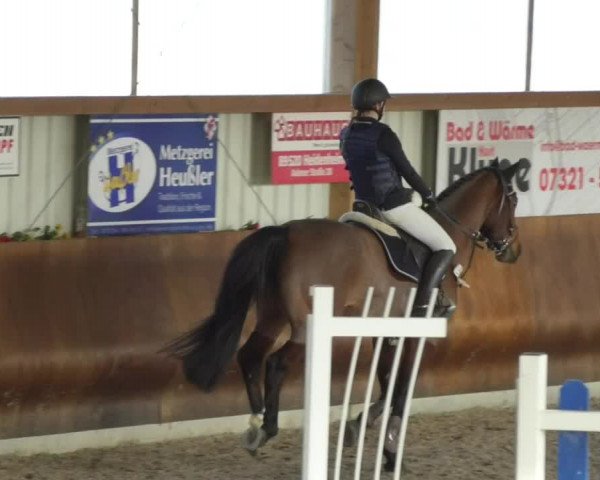 Reitturnier Dettingen 2018