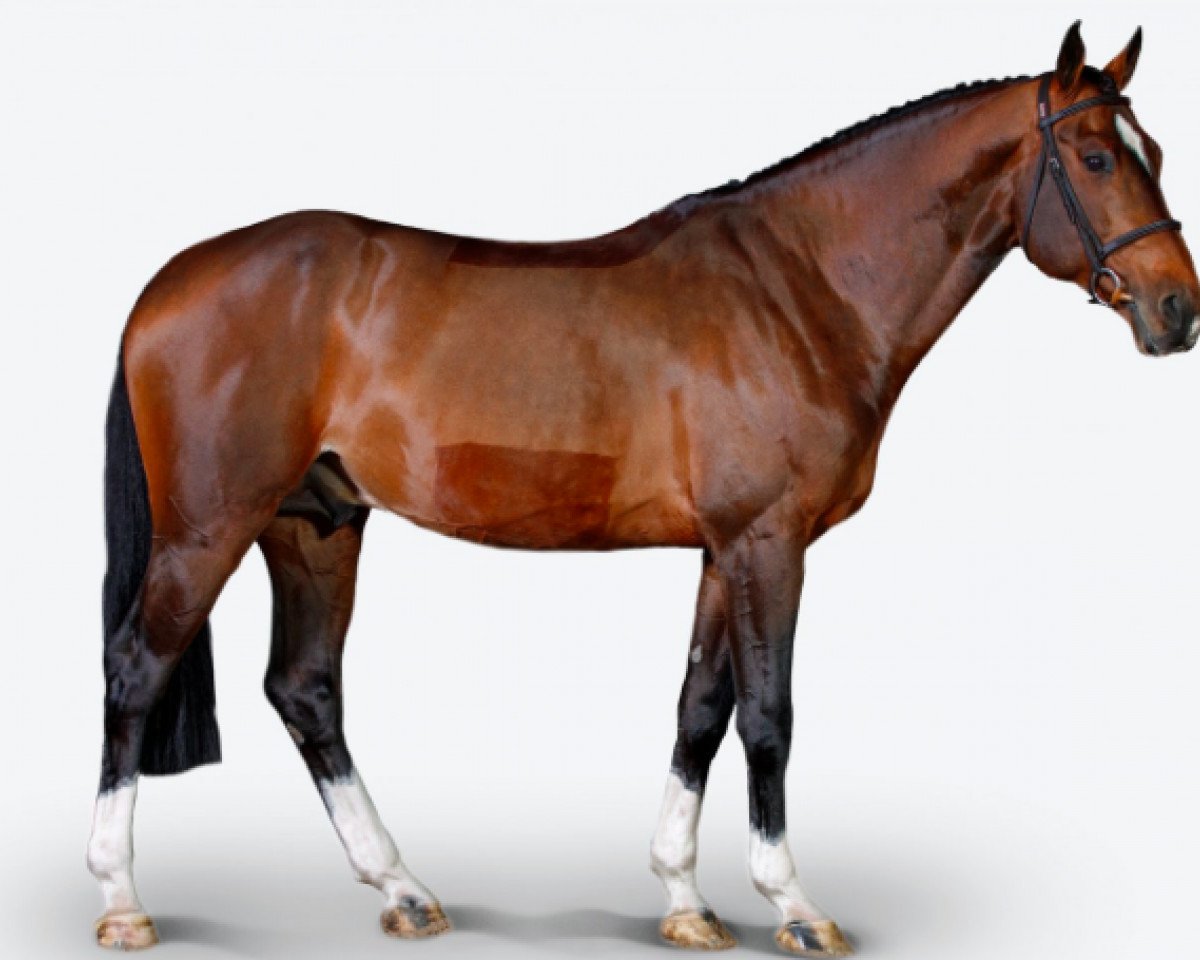 Deckhengst Extra (KWPN (Niederländisches Warmblut), 2009, von Berlin)