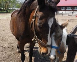 broodmare Wind In Her Hair xx (Thoroughbred, 1991, from Alzao xx)