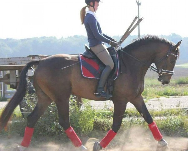 dressage horse Freischütz Royal (Oldenburg, 2009, from Fidertanz)