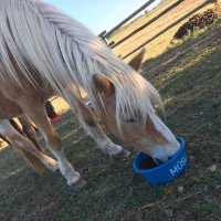 horse Corsata (Haflinger, 1993, from Satan (6,25% ox))