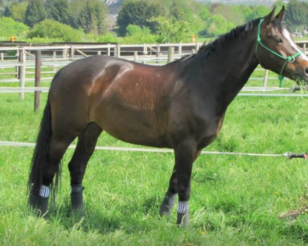 broodmare For Kiss (Oldenburg show jumper, 2004, from For Keeps)