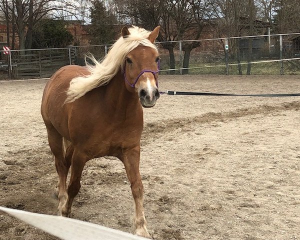 horse Nico (Haflinger, 2006, from Nitendo (7,81% ox))