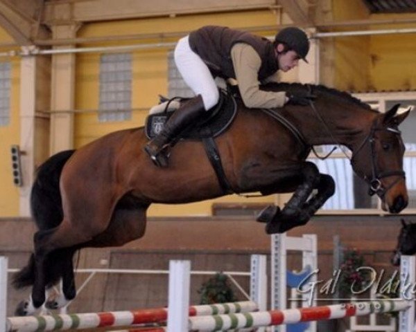 jumper Bukfenc (Hungarian Warmblood, 2005, from Claudio's Son)