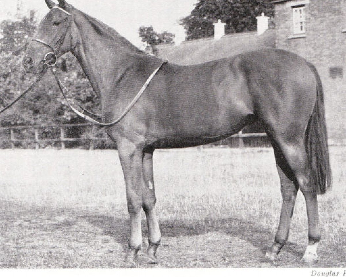 broodmare Kantara xx (Thoroughbred, 1953, from Alycidon xx)