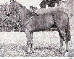 broodmare Kantara xx (Thoroughbred, 1953, from Alycidon xx)