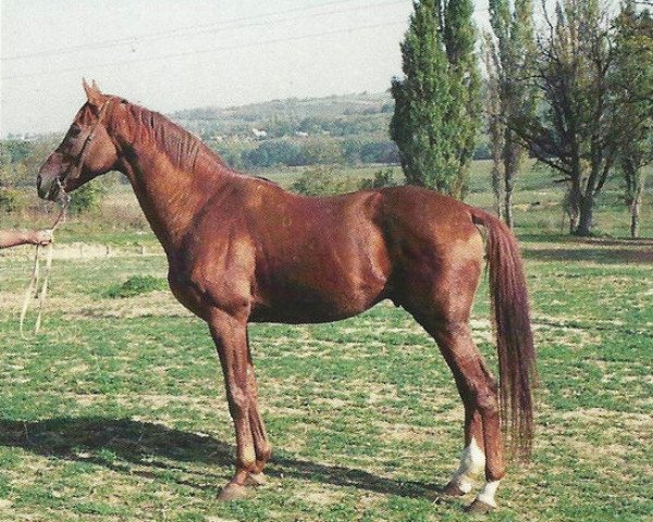 stallion Déva xx (Thoroughbred, 1980, from Bilbao xx)