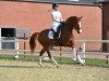 dressage horse Faber (Oldenburg, 2015, from Blue Hors Farrell)