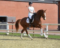 dressage horse Faber (Oldenburg, 2015, from Farrell)