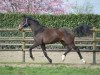 dressage horse Hirten Love (Oldenburg, 2016, from Grey Flanell)