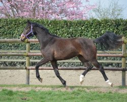 dressage horse Hirten Love (Oldenburg, 2016, from Grey Flanell)