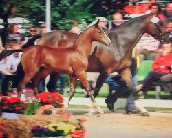 broodmare Quinta Belle (Hanoverian, 2011, from FRH Quaid)