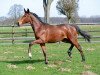 dressage horse Boomer (Oldenburg, 2017, from Bon Coeur)