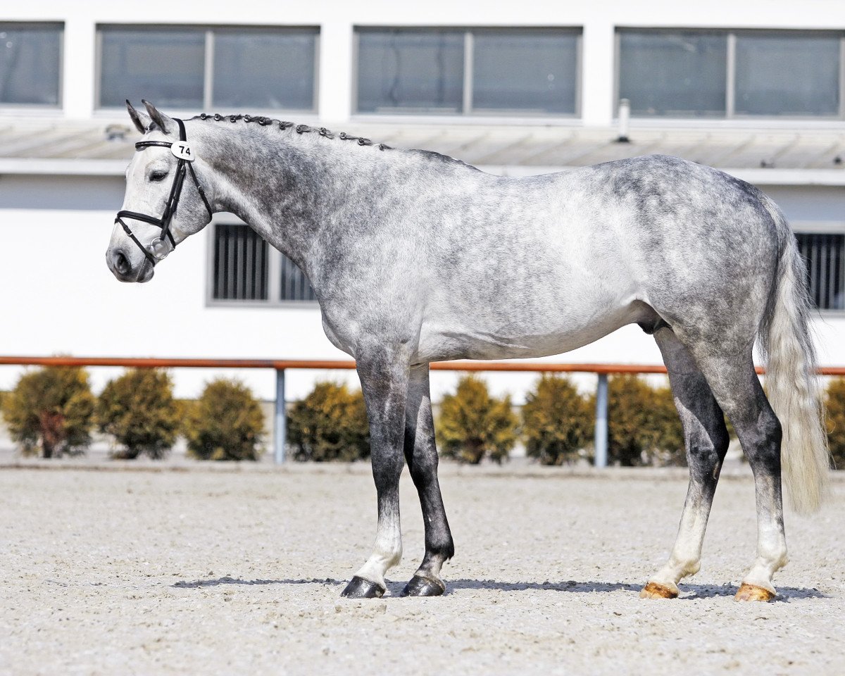 Deckhengst Aranykapu Cornet Real (KWPN (Niederländisches Warmblut), 2010, von Cornet Obolensky)