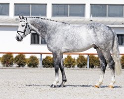 stallion Aranykapu Cornet Real (KWPN (Royal Dutch Sporthorse), 2010, from Cornet Obolensky)