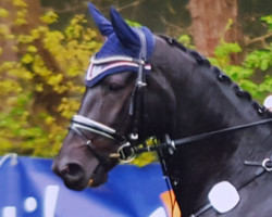 jumper Robinio con amor (Polish Warmblood, 2009, from Empire)