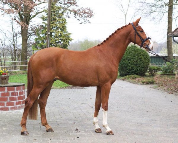 dressage horse Salazar PST (Westphalian, 2015, from Sir Heinrich OLD)