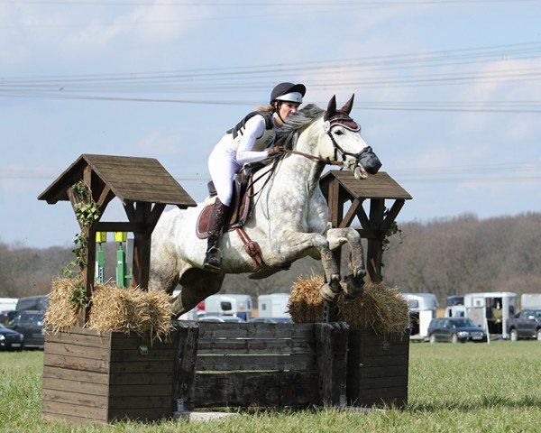 dressage horse Campe's Linus (Oldenburg, 2008, from Champions League 3)