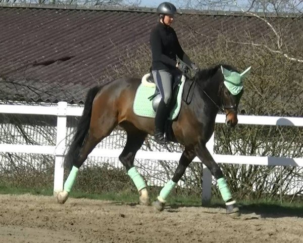 dressage horse Dinari (Westphalian, 2013, from Don Frederic 3)