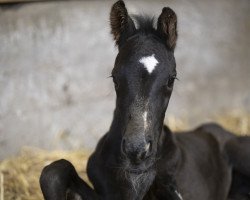 Dressurpferd Select It KM (Österreichisches Warmblut, 2018, von Secret)