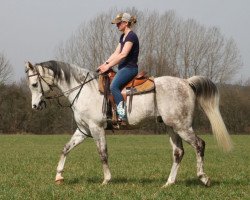 horse Ermelo (Arabian thoroughbred, 2010, from Poganin ox)