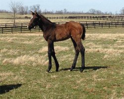 horse Stute von Cairo Prince xx (Thoroughbred, 2017, from Cairo Prince xx)