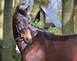 broodmare Dublee (Hanoverian, 2014, from Dubarry 41)