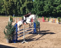 jumper Latino van het Smeetshof (Belgian Warmblood, 2011, from Adorado)