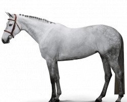 broodmare Larga van 't Zorgvliet (Belgian Warmblood, 2011, from Colman)