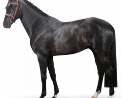 jumper Hadesh Vds (KWPN (Royal Dutch Sporthorse), 2012, from Diarado)