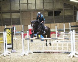 jumper El Diva (KWPN (Royal Dutch Sporthorse), 2009)