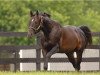 stallion Pioneerof The Nile xx (Thoroughbred, 2006, from Empire Maker xx)