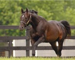 Deckhengst Pioneerof The Nile xx (Englisches Vollblut, 2006, von Empire Maker xx)